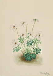 Pansy Violet Viola slitbana, 1919.