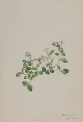 Partridgeberry (Mitchella repena)