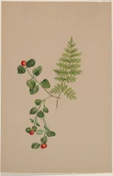 Partridgeberry (Mitchella repens)