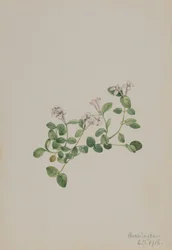 Partridgeberry Mitchella repens, 1918.