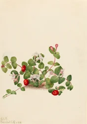 Partridgeberry Mitchella repens, 1925.