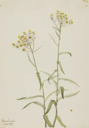 Pärlemorblomma (Anaphalis margaritacea)