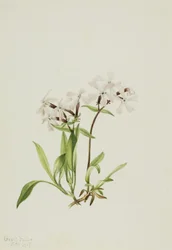 Peatpink Silene caroliniana, 1917.