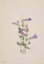 Penstemon Penstimon fruiticosus, 1903.