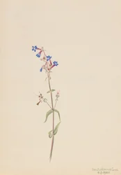 Penstemon Penstemon procerus, 1905.