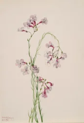 Pentstemon ambiguus, 1935.