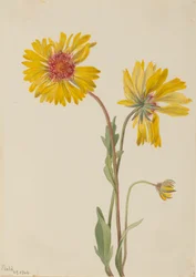 Flerårig Gaillardia (Gaillardia aristata)