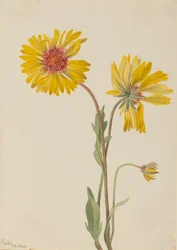 Perenn Gaillardia Gaillardia aristata, 1904.