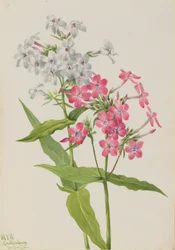 Flerårig flox (Phlox paniculata)