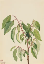 Persimmon (Diospyros virginiana)
