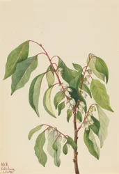 Persimmon Diospyros virginiana, 1932.