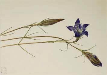 Pinebarren gentiana (Gentiana porphyrio)