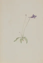 Pinguicula vulgaris, ca. tidigt 1930-tal.