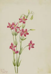Rosa kentaurium (Centaurium venustum)