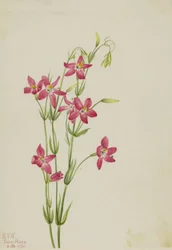 Rosa Centaurus Centaurus venustum, 1925.