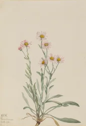Rosa lundgröe (Erigeron caespitosus)