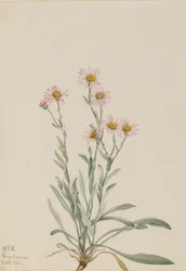 Pink Fleabane Erigeron caespitosus, 1921.