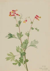 Rosafärgad skogsknipprot (Capnoides sempervirens)