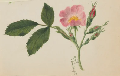 Rosa ros
