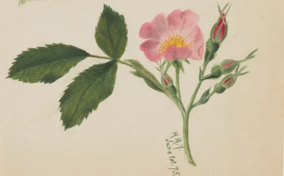 Rosa ros, 1875.