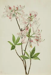 Pinkshell-azalea (Azalea vaseyi)