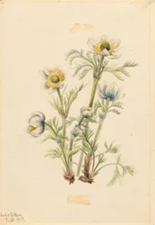 Plymanemone (Pulsatilla occidentalis)