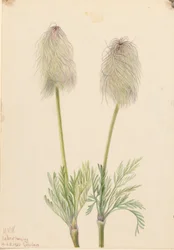 Plymanemone (Pulsatilla occidentalis)