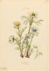 Plymanemon Pulsatilla occidentalis, 1917.