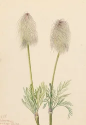 Plymanemon Pulsatilla occidentalis, 1923.