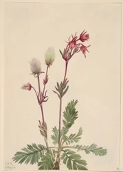 Prärie-rök (Sieversia ciliata)