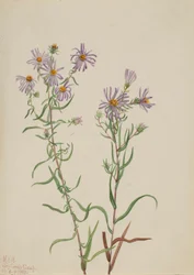 Prärieaster (Aster campestris)
