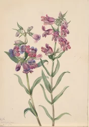 Prairie Penstemon Penstemon erianthera, 1923.