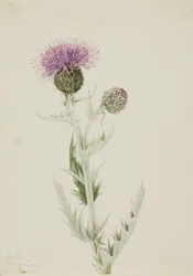 Prairie Thistle Cirsium undulatum, 1923.
