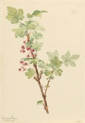 Prickiga vinbär (Ribes lacustre)