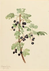 Prickly Currant Ribes lacustre, 1919.