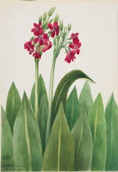 Primula parryi (Primula parryi)