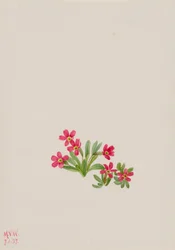 Primrose Primula angustifolia, 1937.