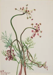 Pseudocymopterus montanus, 1938.