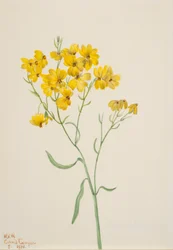 Psilostrophe sparsiflora, 1938.