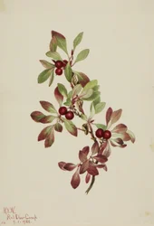 Fjällbär (Arctous alpina)