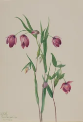 Lila älvlykta (Calochortus anoenum)