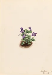 Lila bergsviol (Viola adunca)