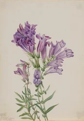 Lila Penstemon Penstemon lyallii, 1923.