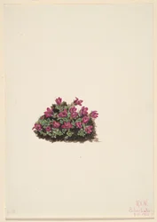 Purpurfärgad saxifrage (Saxifraga oppositifolia)