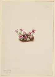 Purpurfärgad Saxifrage (Saxifrage oppositifolia)