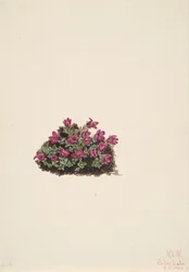 Lila saxifrage Saxifraga oppositifolia, 1924.