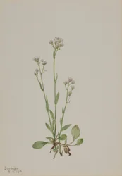 Kattfötter (Antennaria racemosa)