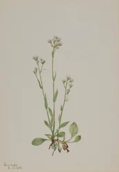 Kattassar, Antennaria racemosa, 1918.