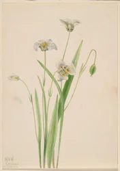 Kattöron (Calochortus elegans)