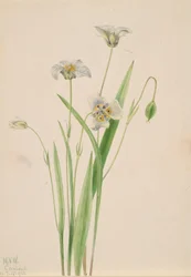 Kattöron, Calochortus elegans, 1923.